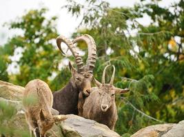 Capricorn family on rocks in nature. Big horn in mammal. Ungulates climbing photo