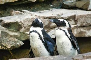 pingüino en las rocas. pequeña ave acuática. plumaje blanco y negro de ave marina. animal foto