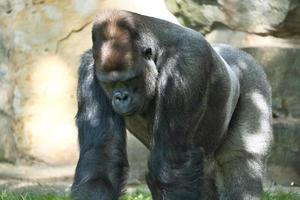 Gorilla, Silver back. The herbivorous big ape is impressive and strong. photo