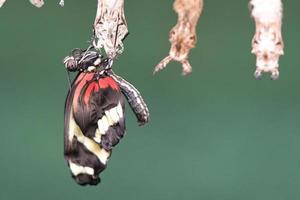 Butterfly hatching from its cocoon. photo