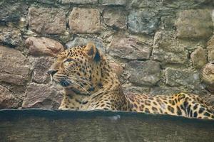 Jaguar lying behind grass. Spotted fur. The big cat is a predator. Photo of a hunter