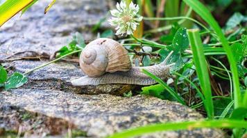 Vineyard snail crawls across a path into the grass. Close up of the mollusk. photo