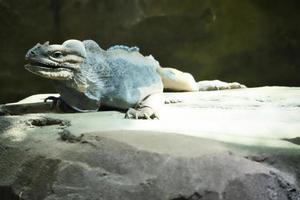 large iguana lying on a stone. Thorny comb and scaly skin. Animal photo