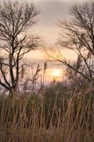 Tree and reed, in pink red orange sun light setting. Romantic mood. Peace photo