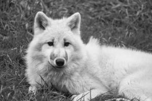 Young white wolf, in black white taken in the wolf park Werner Freund. photo