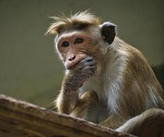 mono rhesus sentado en una rama y mordisqueando su mano. foto de animales