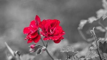 geraniums monochrome shown photo