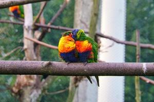 una pareja de loros enamorados en una rama. lorikeet, también llamado lori para abreviar foto