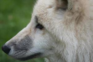 Young white wolf from the wolf park Werner Freund. photo