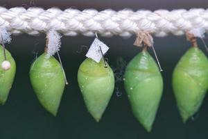 Cocoons suspended from a rope. They are kept here until they hatch photo