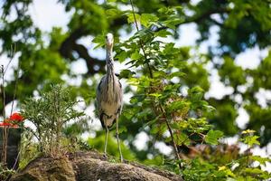 gray heron lurks for prey. of the birds stands still. Close-up of the beautiful plumage. photo
