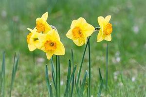 Daffodils at Easter time on a meadow. Yellow white flowers shine against the green grass. photo