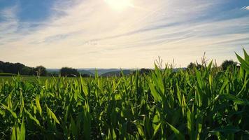 view over the cornfield into the valley. discovered in saarland photo