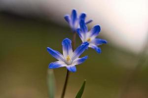 el jacinto estrella común son flores tempranas que anuncian la primavera. Florece en Semana Santa. foto