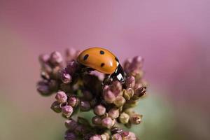 una mariquita en una flor liberada en un cálido día de verano. tiro macro foto