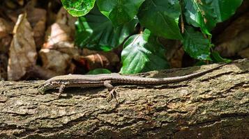 Lizard on a tree trunk in the forest sunbathing. Animal shot of a reptile. photo