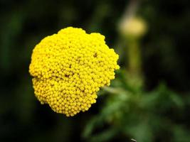 yellow flower free standing shown with green background. photo