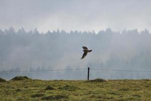 bird of prey that brings its beaten prey away. photo