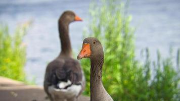 Wild geese at the river in the portrait. Rest of birds to take food and rest. photo