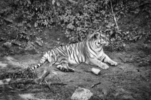 tigre siberiano, en blanco y negro, relajado en un prado. poderoso gato depredador. foto