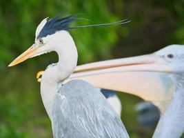 Grey heron in portrait. Detailed picture of the bird. Animal photo from nature.