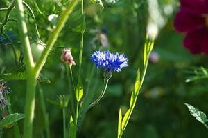 flor de aciano sola en un campo. azul brillan los pétalos. tiro de detalle foto