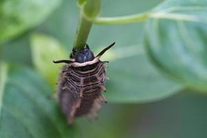 oruga alimentándose de una hoja. un solo animal de cerca foto