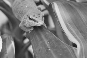 el gecko verde esmeralda es un hermoso depredador tibio. caza insectos foto