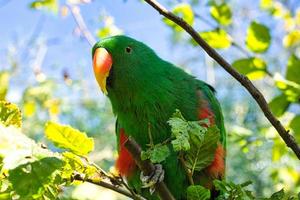 a colorful lori in the branches. loris are a species of parrot photo