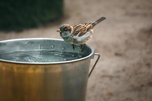 gorrión bañándose en un balde de agua. especie en peligro. lindo pajarito. animal foto