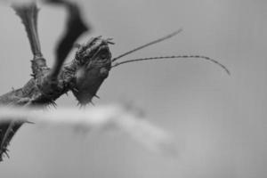 head of a praying mantis, lurking on a branch photo