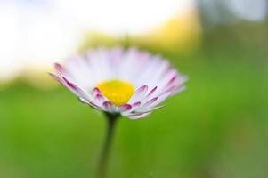 margarita con mucho bokeh en un prado. brillante fuera de foco en la flor. foto