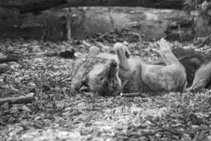 mongolian wolf in a deciduous forest close up in black and white. photo