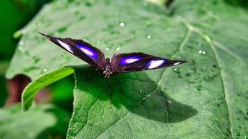 mariposa colorida en una hoja, flor. elegante y delicado foto