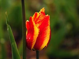 tulipanes representados individualmente. flor con bokeh en rojo y amarillo. foto