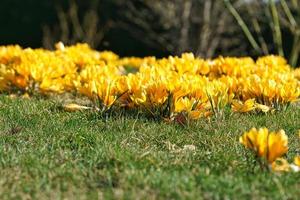 Crocus flowers on a meadow, delicate and with slightly blurred background. photo