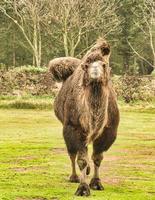 A camel with direct eye contact towards the viewer. photo