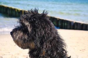 goldendoodle sitting on the Baltic Sea in front of the pier overlooking the sea. black and tan photo