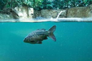 mirror carp taken with under and above water view. photo