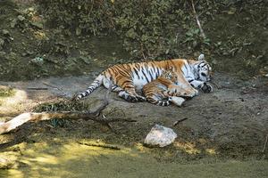 tigre siberiano madre con su cachorro tumbado relajado en un prado. poderoso gato depredador. foto