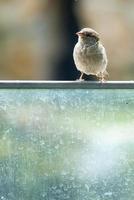 brown sparrow sitting on a wire rope. small songbird with beautiful plumage. photo