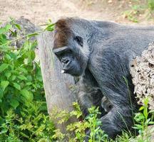 Gorilla, Silver back. The herbivorous big ape is impressive and strong. photo