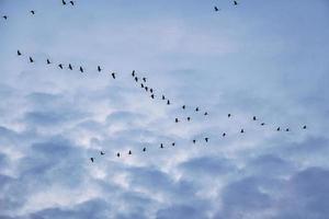 grúas moviéndose en formación en el cielo. aves migratorias en el darss. foto