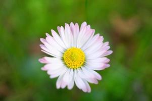 Daisy with a lot of bokeh on a meadow. Focus on the pollen of the flowers. photo