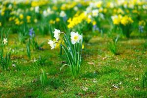 Daffodils at Easter time on a meadow. Yellow white flowers shine against the green grass. photo