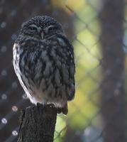 a small kautz on a tree trunk photo