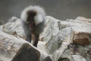 babuino en roca. monos relajados que viven en la asociación familiar. grandes monos foto