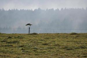 bird of prey that brings its beaten prey away. In the morning photo