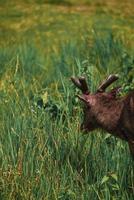Deer looking for food on the meadow photo