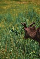 Deer looking for food on the meadow photo